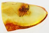 Detailed Fossil Spider (Araneae) In Baltic Amber #381218-1